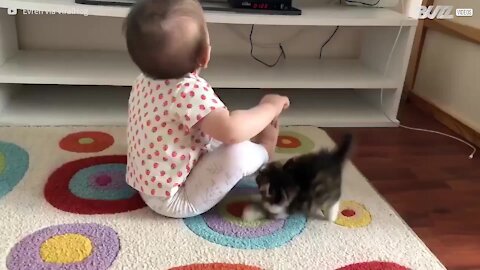 Gatinho dá o seu melhor para brincar com bebé