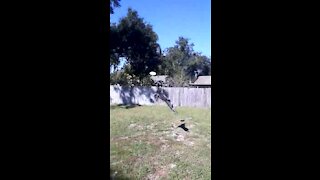 Cattle dog shows off incredible athleticism jumping after frisbee