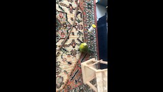 Budgie Talking