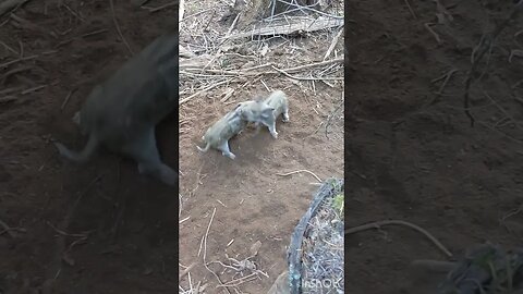 Piglets are ready for a good boar pit fight even at only six days old.