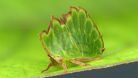 Treehopper disguises as leaf to escape hungry predators