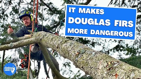 STOP THINNING mature DOUGLAS FIR trees, look at the research