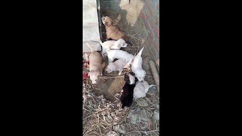 Cute baby playing with dogs baby