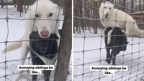 Overly-affectionate Wolfdog Totally Annoys His Sibling