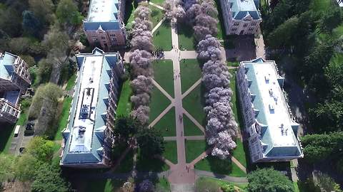 Drone footage captures cherry blossoms on college campus