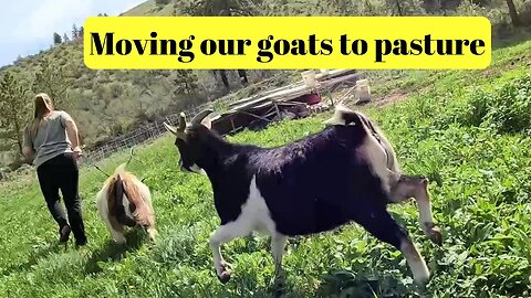 Moving our goats to pasture