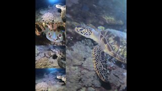 Night Dive - Turtle Time in Okinawa