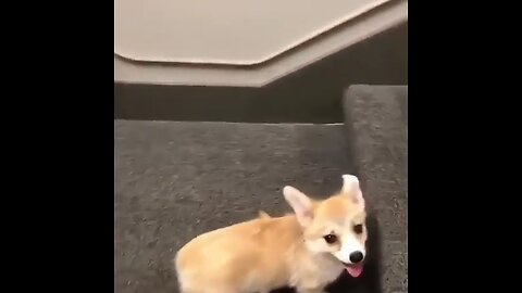 Adorable Puppy Playfully Climbs the Stairs