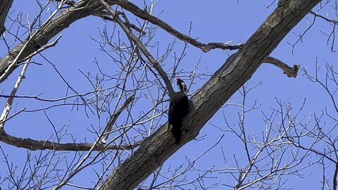 Pileated Wood Pecker still searching