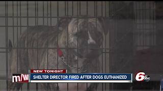 Director of no-kill Richmond animal shelter fired after dogs euthanized