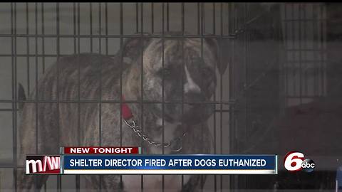 Director of no-kill Richmond animal shelter fired after dogs euthanized