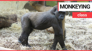 Adorable moment mischievous baby gorilla attempts to annoy his older brother