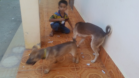 Two dog are play with together