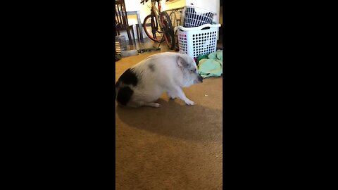 Mini pig plays with kitten best friend