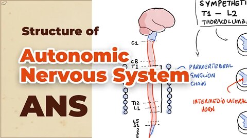 Autonomic Nervous System (ANS) | Sympathetic and Parasympathetic Nervous Systems