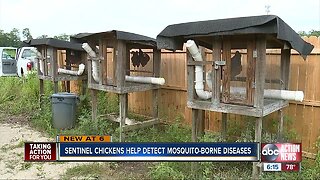 Sentinel chickens help detect mosquito-borne diseases