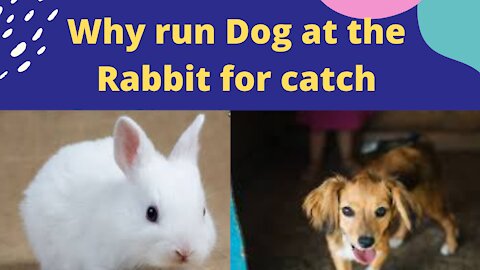 Dog & Rabbit's freandly training video