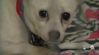 24 dogs rescued in Lake Worth Beach