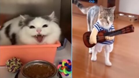 Funny Animals Cat's Videos Compilation||Try to not laughing 😛