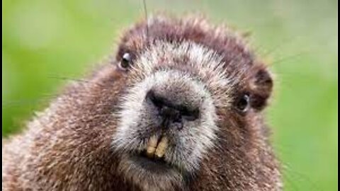 Interesting facts about American Beaver