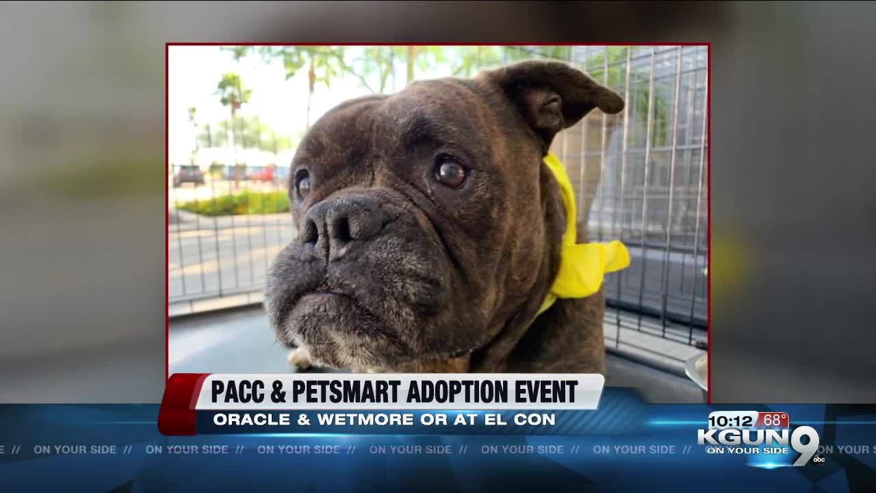 PACC waives adoption fees for PetSmart national adoption weekend