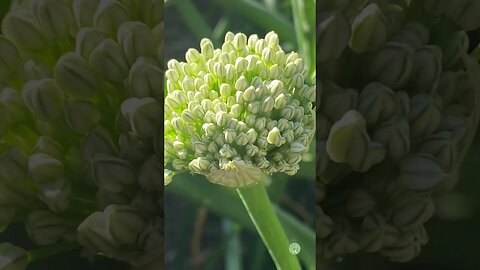 What does a FLOWER STALK on your ONION mean?