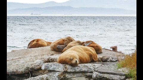 Curious Sea Lions Swims Front of Camera