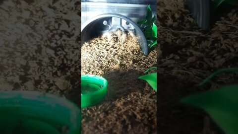 Red leg tarantula feeding