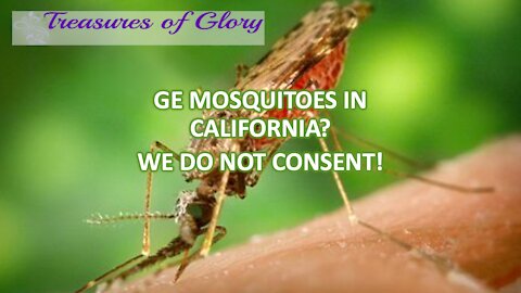 GE Mosquitoes in California? We Do Not Consent! TW365 Episode 17