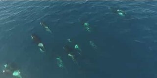 A pod of killer whales is on the move off the coast of California