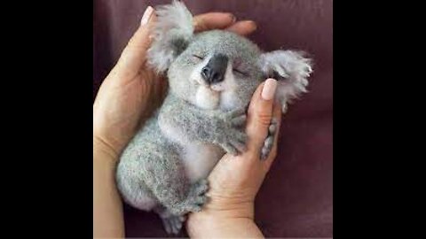 baby koala playing