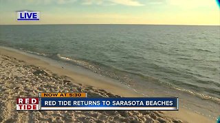 Red tide present on Sarasota County beaches