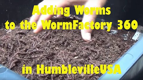 Vermicomposting (worm castings) Adding Worms to the Worm Factory 360