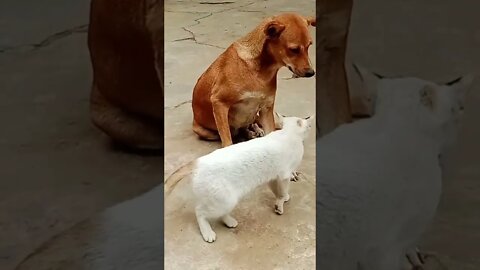 amazing cute cats and dog