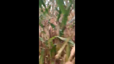 Hotroddin thru a corn field