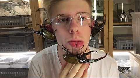 Guy Showcases Some Of The World's Largest Beetles As They Crawl All Over His Face