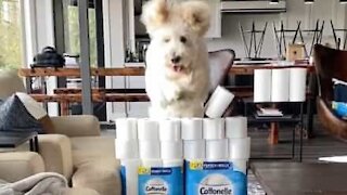 Dog jumps over toilet paper like a pro
