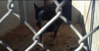 Humane Network releases plan for Nevada SPCA