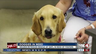 Local golden retrievers need foster homes