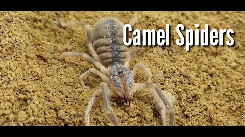 camel spiders, Starting off strong with a creature that’s certainly terrifying looking,
