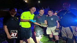 Bath Twp. Firefighters rescue ducklings