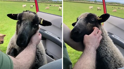 Friendly Sheep Adorably Demands More Attention