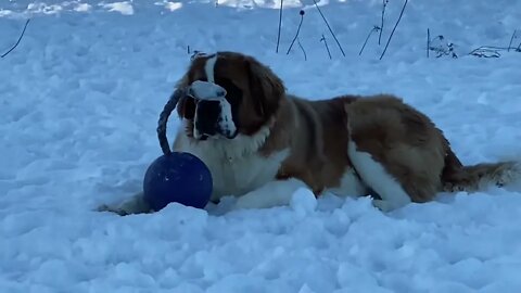 Winter dog toys- St. Bernards toy is frozen
