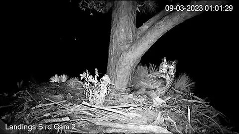Great Horned Owls Stop By-Cam Two 🦉 09/03/23 00:54