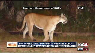 Florida Fish and Wildlife need public's help to document panther, bobcat disorder