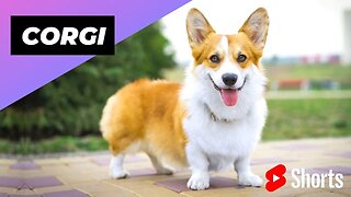 Corgi 🐶 One Of The Most Popular Dog Breeds In The World #shorts #corgi #dog