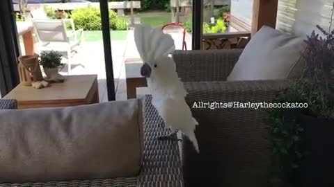 Happy Cockatoo Can't Stop Singing And Dancing