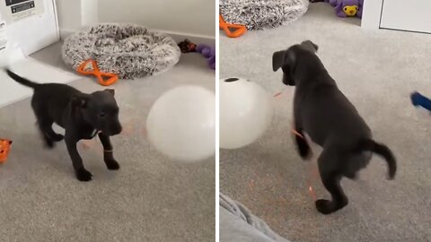 Happy Puppy Adorably Overjoyed With New Balloon
