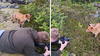Fearless fox cub casually investigates photographer