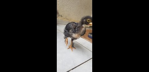 watch this curious chick